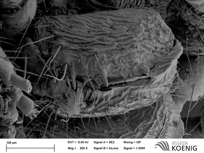 Brachydesmus superus - Vulva Brachydesmus superus - Vulva