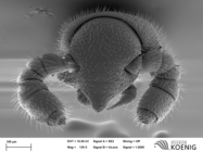 Notiorhinus floresi - head