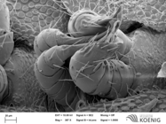 Notiorhinus floresi - gonopods