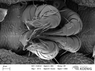 Notiorhinus floresi - gonopods