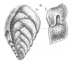 Textularia rhomboidalis Millett, 1899