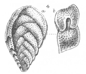 Textularia rhomboidalis Millett, 1899 Textularia rhomboidalis Millett, 1899