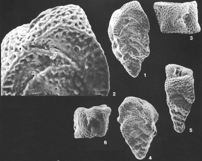 Tortoplectella rhomboidalis (Millett, 1899)