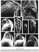 Tortoplectella crispata (Brady, 1884)