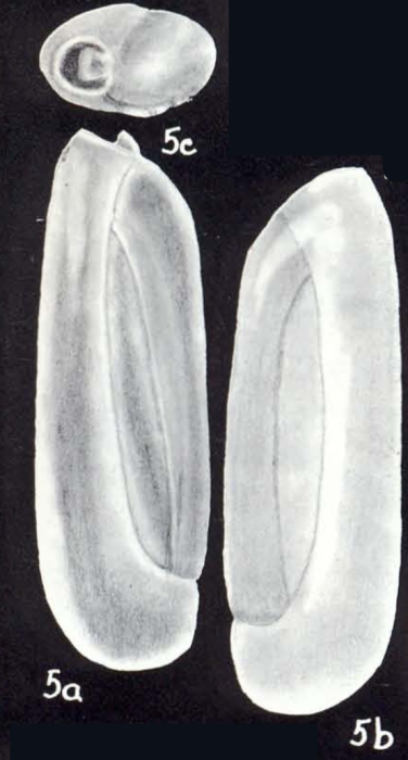 Quinqueloculina (?) neocylindrica McCulloch, 1981