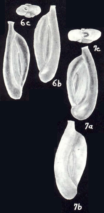 Quinqueloculina adnata McCulloch, 1981