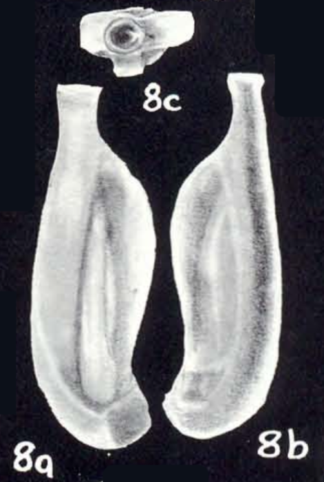 Quinqueloculina obdurata McCulloch, 1981