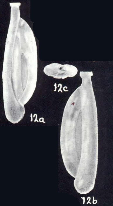 Quinqueloculina neolanceolata McCulloch, 1981