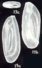 Quinqueloculina boroi McCulloch, 1981