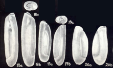 Triloculina (?) neocylindrica McCulloch, 1981
