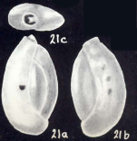 Triloculina neomartiniiana McCulloch, 1981
