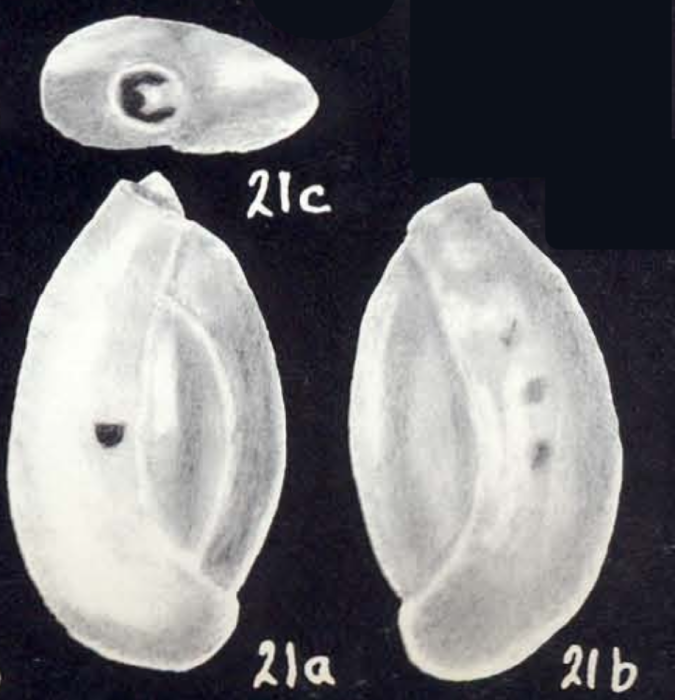 Triloculina neomartiniiana McCulloch, 1981