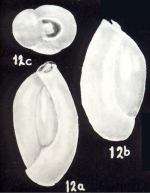 Triloculina neomartiniiana McCulloch, 1981