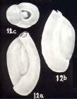 Triloculina neomartiniiana McCulloch, 1981