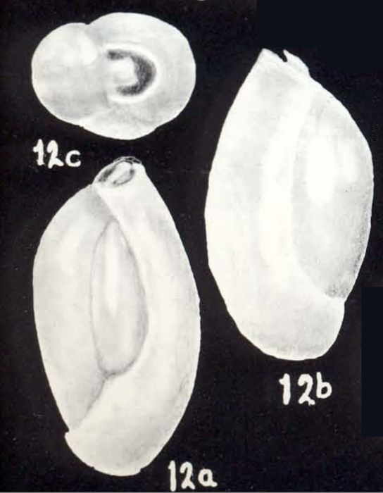 Triloculina neomartiniiana McCulloch, 1981