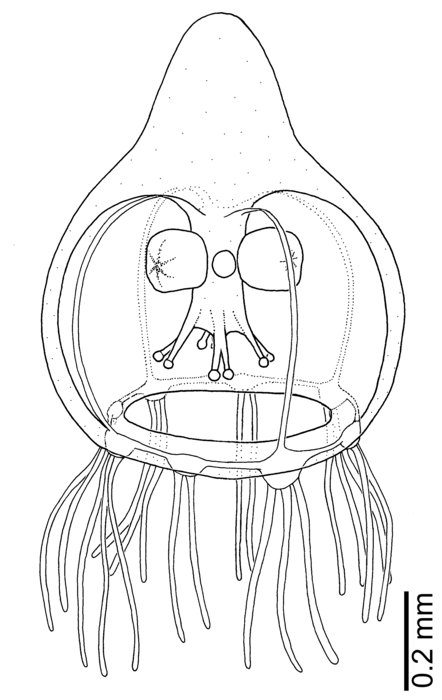 Rathkea cf. octopunctata from New Zealand