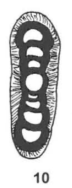 Asselodiscus primitivus Mamet & Pinard, 1992