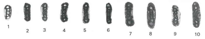 Asselodiscus primitivus Mamet &amp;amp; Pinard, 1992