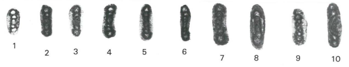 Asselodiscus primitivus Mamet &amp; Pinard, 1992