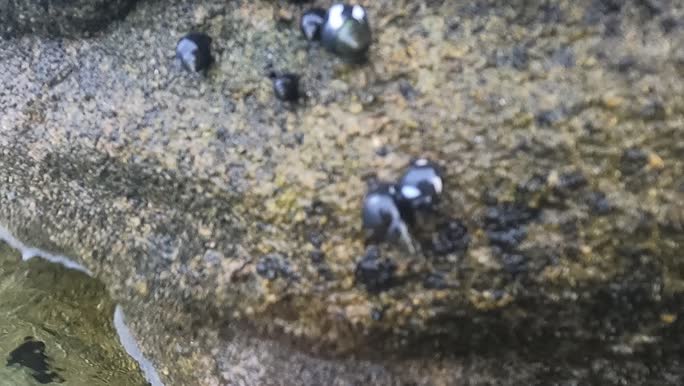 Echinolittorina peruviana (Lamarck, 1822)