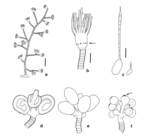 Eudendrium ritchiei  from New Zealand