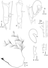 Cladocarpus unilateralis