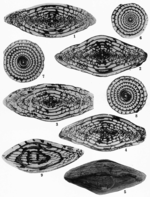 Triticites ventricosus (Meek & Hayden, 1859) emend. Thompson, 1954