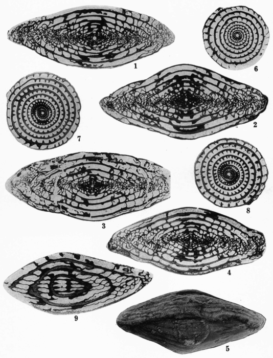 Triticites ventricosus (Meek & Hayden, 1859) emend. Thompson, 1954 Triticites ventricosus (Meek & Hayden, 1859) emend. Thompson, 1954