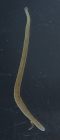 Specimen from Peter the Great Bay
