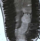 Specimen from Peter the Great Bay