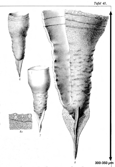 Favella helgolandica originally described as Cyttarocylis ehrenbergi var. helgolandica by Brandt