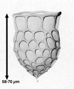 Now known as Dictyocysta dilatate, originally described as Dictyocysta mitra var. dilatata by Brandt 