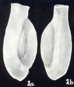 Edentostomina (?) marginata McCulloch, 1981