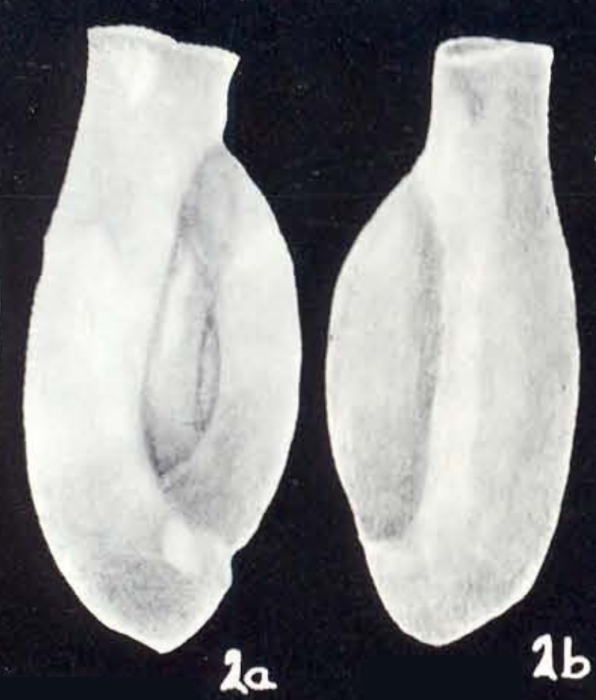 Edentostomina (?) marginata McCulloch, 1981