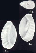 Triloculina neotransversestriata McCulloch, 1981
