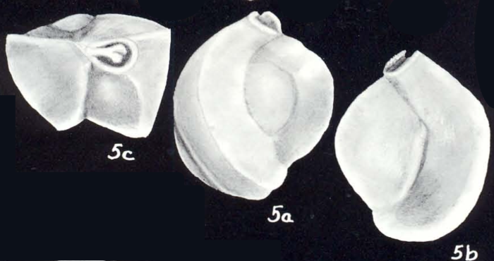 Triloculina concisiformis McCulloch, 1981