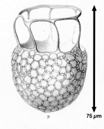 Dictyocysta duplex was orginally described as Dictyocysta templum var. duplex Brandt 1906 