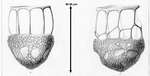 Dictyocystis grandis was originally described as Dictyocysta templum var. grandis in Brandt 1906