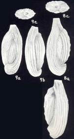 Triloculina confusiformis McCulloch, 1981
