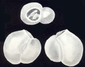 Flintina (?) duffi McCulloch, 1981