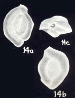 Quinqueloculina sinuosiformis McCulloch, 1981