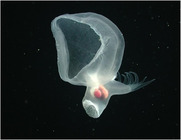 Bathydevius caudactylus