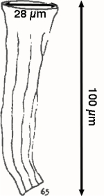 Daturella frigida Hada, 1970 