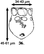 Dictyocysta entzi Jörgensen 1924