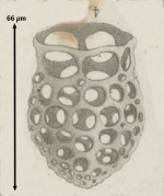 Dictyocysta Mitra Haeckel 1873