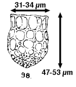 Dictyocysta mitra var. minor Jôrgensen 1924 now known as D. minor 