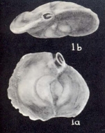 Quinqueloculina (?) falsa McCulloch, 1981