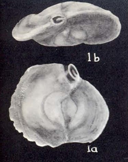 Quinqueloculina (?) falsa McCulloch, 1981