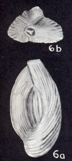 Quinqueloculina crassiformata McCulloch, 1981