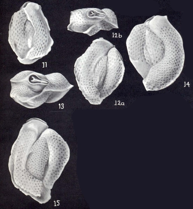 Triloculina (?) neobscura McCulloch, 1981